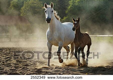 Stock Photo - Brandenburger horse running with foal in ranch . Fotosearch