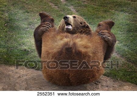 Stock Image - Brown Bear (Ursus Arctos) lying in field . Fotosearch