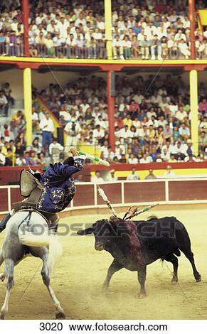 Stock Image - Bullfighter fighting with bull in ring, Nazare, Portugal . Fotosearch