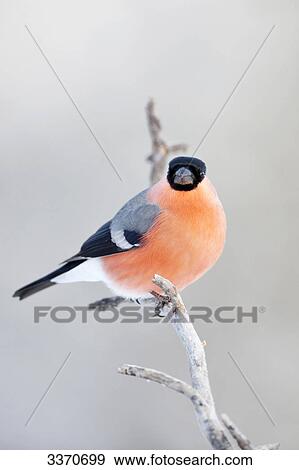 Stock Photo - Bullfinch (Pyrrhula pyrrhula) sitting on a twig, Skelleftea, Sweden, close-up . Fotosearch