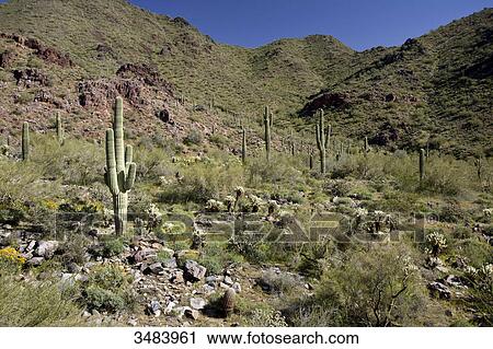 Stock Image - Cactuses in the Sonoran Desert, Arizona, USA . Fotosearch