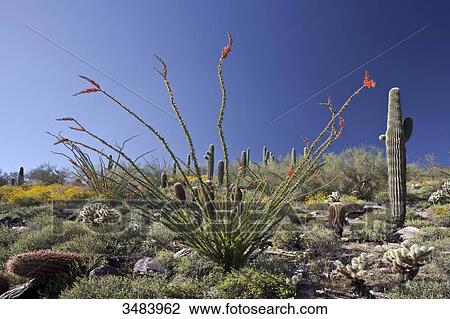 Stock Image - Cactuses in the Sonoran Desert, Arizona, USA . Fotosearch
