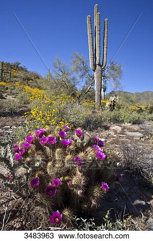 Cactuses in the Sonoran Desert, Arizona, USA View Large Photo Image Stock Image - Cactuses in the Sonoran Desert, Arizona, USA . Fotosearch