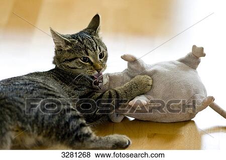 Stock Photo - Cat playing with stuffed toy, interior shot . Fotosearch