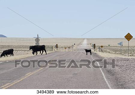 Stock Photo - Cattle crossing a country road, New Mexico, USA . Fotosearch