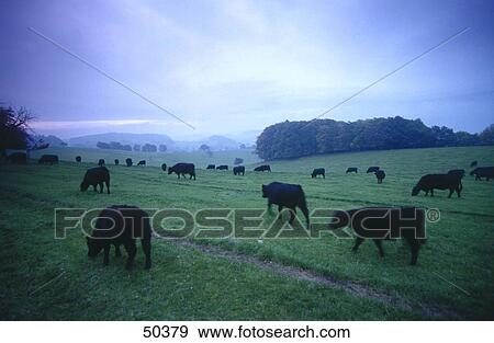Cattle in field, Germany View Large Photo Image Stock Photo - Cattle in field, Germany . Fotosearch