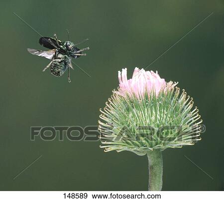 Chafer beetle flying over flower View Large Photo Image Stock Photo - Chafer beetle flying over flower . Fotosearch