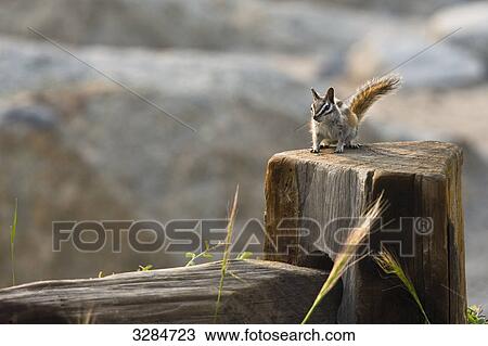Chipmunk (Tamias striatus) on a wooden fence, Yosemite National park, USA View Large Photo Image Stock Image - Chipmunk (Tamias striatus) on a wooden fence, Yosemite National park, USA . Fotosearch