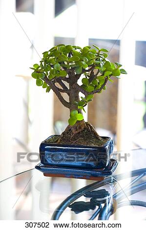Close-up of a bonsai on table View Large Photo Image Stock Image - Close-up of a bonsai on table . Fotosearch