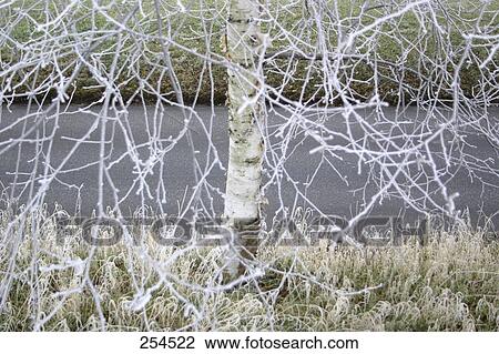 Close-up of a frozen tree View Large Photo Image Stock Image - Close-up of a frozen tree . Fotosearch