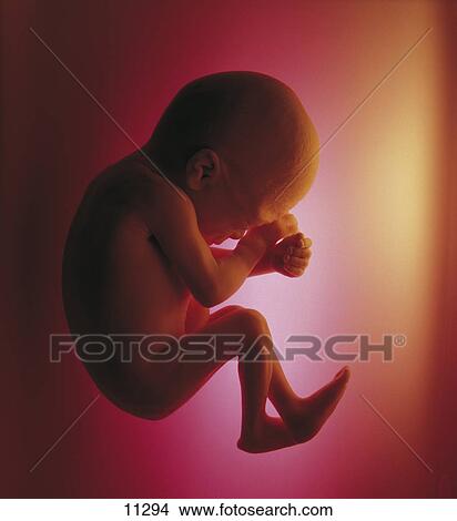 Close-up of a human foetus View Large Photo Image Picture - Close-up of a human foetus . Fotosearch