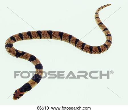 Stock Image - Close-up of African coral snake (Aspidelaps lubricus) on white background . Fotosearch