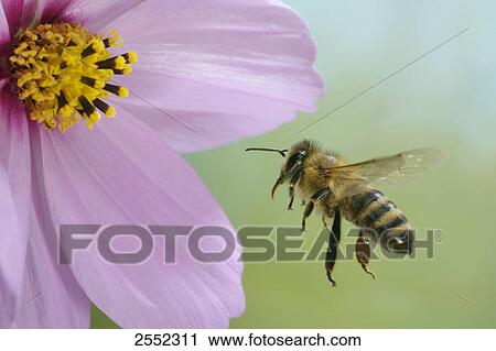 Close-up of African honey bee (Apis Mellifera Scutellata) flying over flower View Large Photo Image Stock Image - Close-up of African honey bee (Apis Mellifera Scutellata) flying over flower . Fotosearch