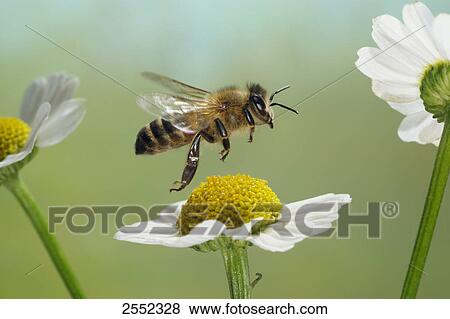 Close-up of African honey bee (Apis Mellifera Scutellata) flying over flower View Large Photo Image Stock Photo - Close-up of African honey bee (Apis Mellifera Scutellata) flying over flower . Fotosearch