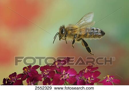 Stock Photo - Close-up of African honey bee (Apis Mellifera Scutellata) flying over flower . Fotosearch