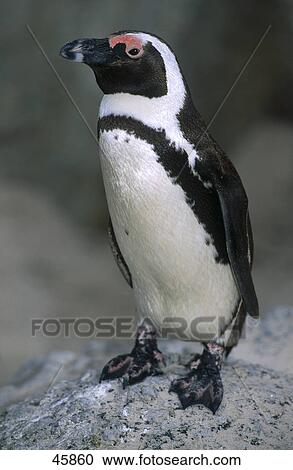 Close-up of African Penguin (Spheniscus demersus) on rock View Large Photo Image Stock Image - Close-up of African Penguin (Spheniscus demersus) on rock . Fotosearch