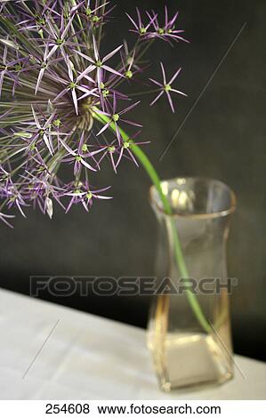 Stock Photo - Close-up of Allium flower in vase . Fotosearch