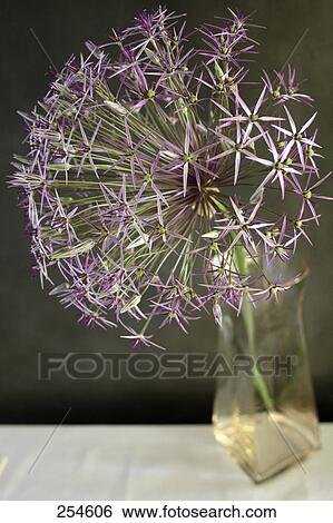 Close-up of Allium flower in vase View Large Photo Image Stock Photograph - Close-up of Allium flower in vase . Fotosearch