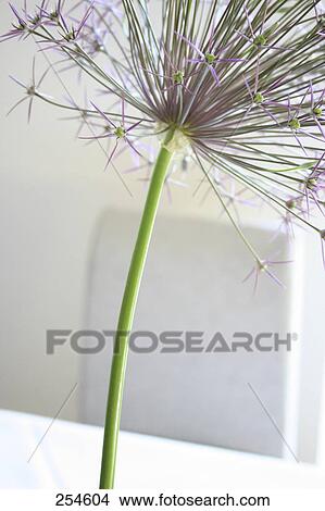 Close-up of Allium flower View Large Photo Image Picture - Close-up of Allium flower . Fotosearch