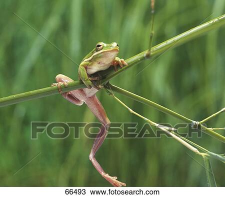 Stock Image - Close-up of American green tree frog (Hyla cinerea) on branch . Fotosearch