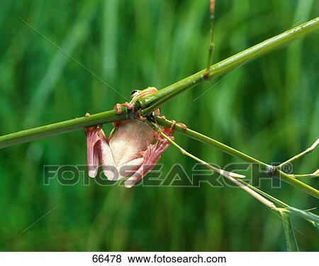Stock Photo - Close-up of American green tree frog (Hyla cinerea) on branch . Fotosearch