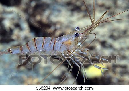 Close-up of Anemone Shrimp underwater, Croatia View Large Photo Image Picture - Close-up of Anemone Shrimp underwater, Croatia . Fotosearch