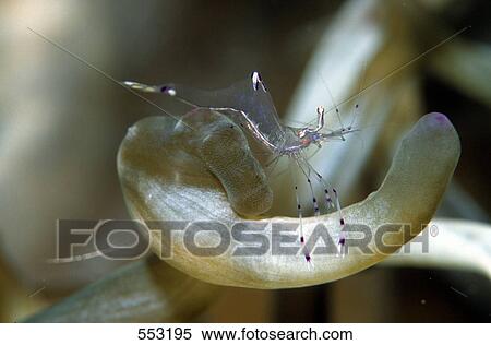 Stock Photography - Close-up of anemone shrimp underwater, Croatia . Fotosearch