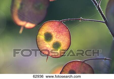 Stock Photograph - Close-up of Annual Honesty (Lunaria annua) plant Close-up of Annual Honesty (Lunaria annua) plant . Fotosearch