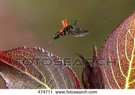 Close-up of Anthocomus coccineus beetle hovering over leaves View Large Photo Image Stock Image - Close-up of Anthocomus coccineus beetle hovering over leaves . Fotosearch