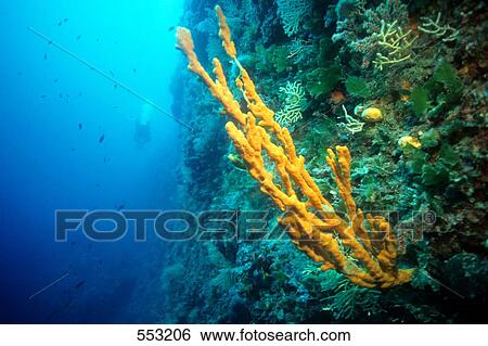Close-up of Antlers sponge (Axinella Cannabina) underwater, Croatia View Large Photo Image Stock Photograph - Close-up of Antlers sponge (Axinella Cannabina) underwater, Croatia . Fotosearch