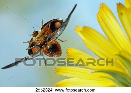 Picture - Close-up of Asian lady beetle (Harmonia axyridis) flying over flower . Fotosearch