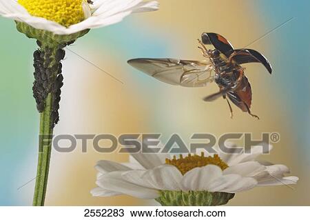 Stock Image - Close-up of Asian lady beetle (Harmonia axyridis) hovering over flower . Fotosearch