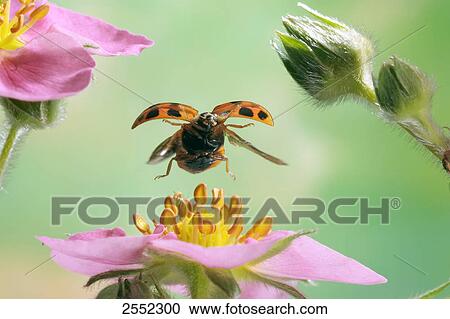 Close-up of Asian lady beetle (Harmonia axyridis) flying over flower View Large Photo Image Stock Image - Close-up of Asian lady beetle (Harmonia axyridis) flying over flower . Fotosearch