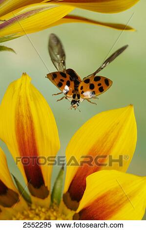 Stock Photography - Close-up of Asian lady beetle (Harmonia axyridis) flying over flower . Fotosearch