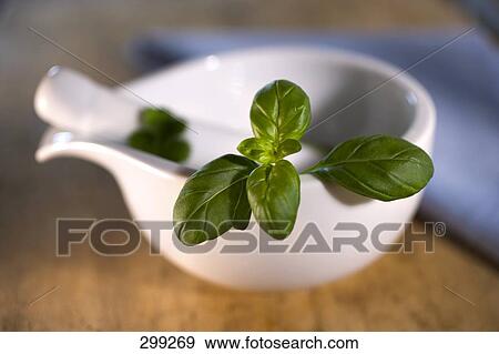 Stock Photo - Close-up of basil in mortar with pestle . Fotosearch