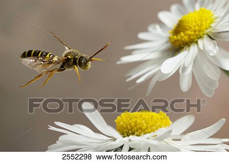 Stock Photo - Close-up of bee flying over daisy (Bellis perennis) flower . Fotosearch