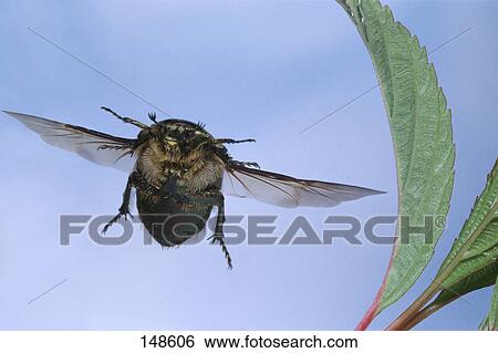 Stock Photograph - Close-up of beetle flying near leaf . Fotosearch
