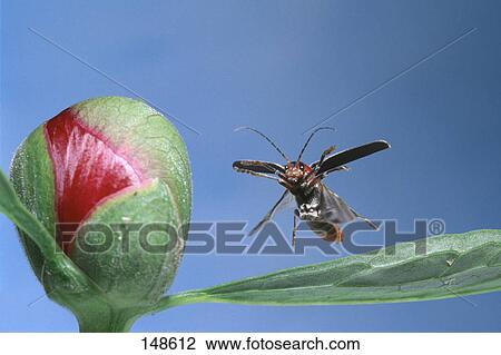 Close-up of beetle flying near peony flower View Large Photo Image Stock Image - Close-up of beetle flying near peony flower . Fotosearch