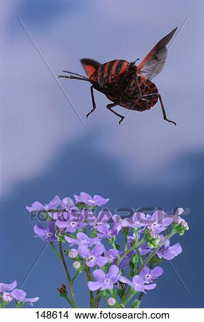 Picture - Close-up of beetle flying over Forget-me-not flower . Fotosearch