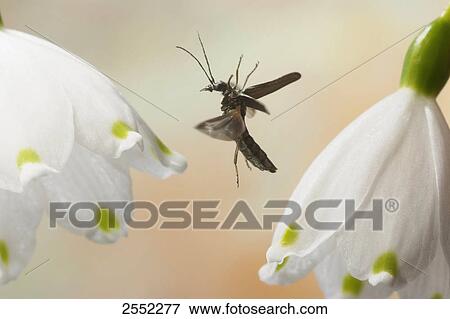 Close-up of beetle of Oedemera nobilis flying above flower View Large Photo Image Stock Photo - Close-up of beetle of Oedemera nobilis flying above flower . Fotosearch