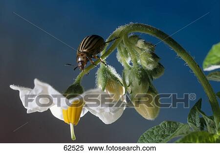Stock Photography - Close-up of beetle on potato plant . Fotosearch