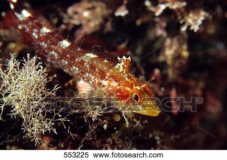 Close-up of Black-faced Blenny (Tripterygion delaisi) underwater, Croatia View Large Photo Image Stock Photography - Close-up of Black-faced Blenny (Tripterygion delaisi) underwater, Croatia . Fotosearch