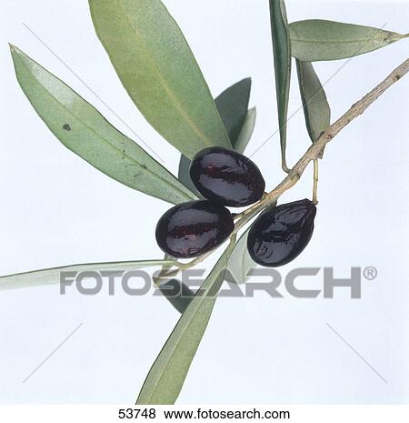 Stock Photo - Close-up of black olives on a branch . Fotosearch