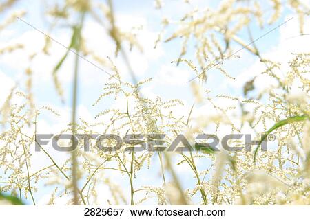 Stock Photo - Close-up of blades of grass . Fotosearch