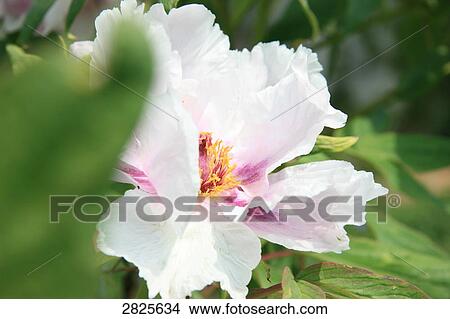 Close-up of blooming flower View Large Photo Image Picture - Close-up of blooming flower . Fotosearch