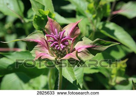 Stock Image - Close-up of blooming flower . Fotosearch