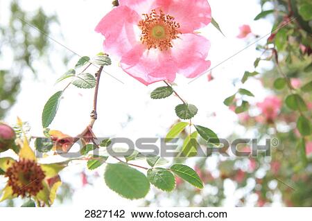 Stock Image - Close-up of blooming flower . Fotosearch