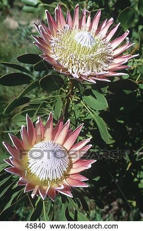 Stock Image - Close-up of blooming flowers of King Protea (Protea cynaroides), Western Cape, South Africa . Fotosearch