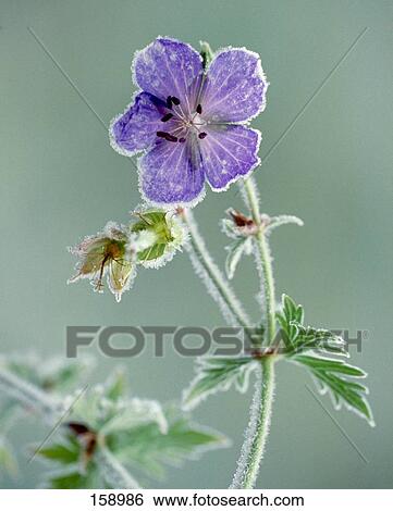 Stock Photograph - Close-up of blooming flowers of Geranium pratense . Fotosearch
