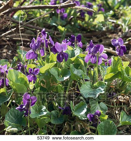 Stock Photo - Close-up of blooming flowers of Viola odorata in field . Fotosearch